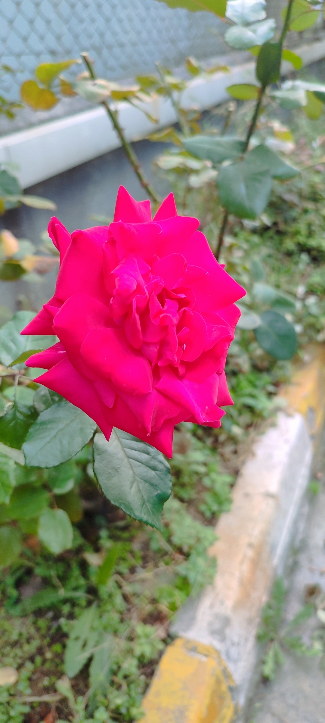 Poyraz