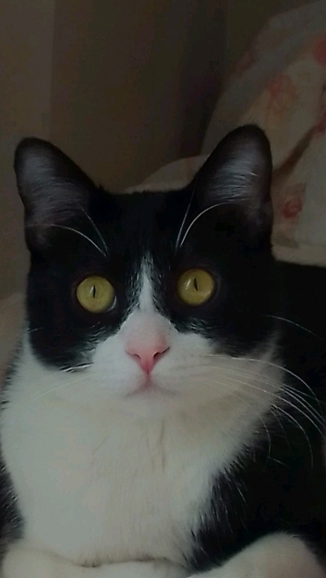 Feride