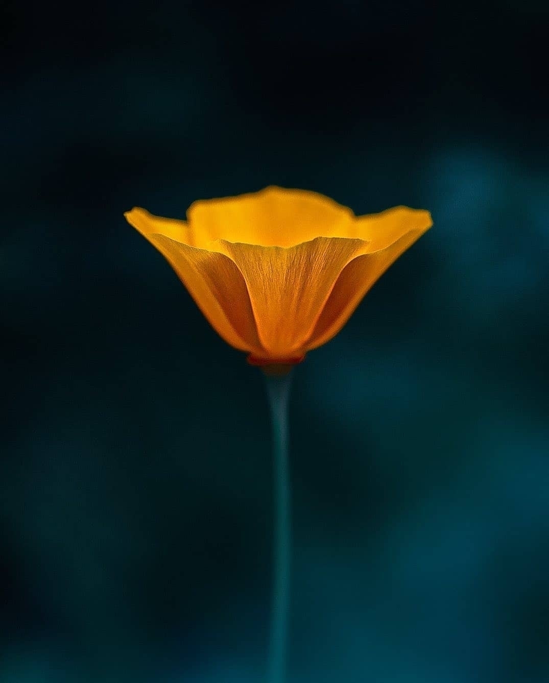 Yavuz