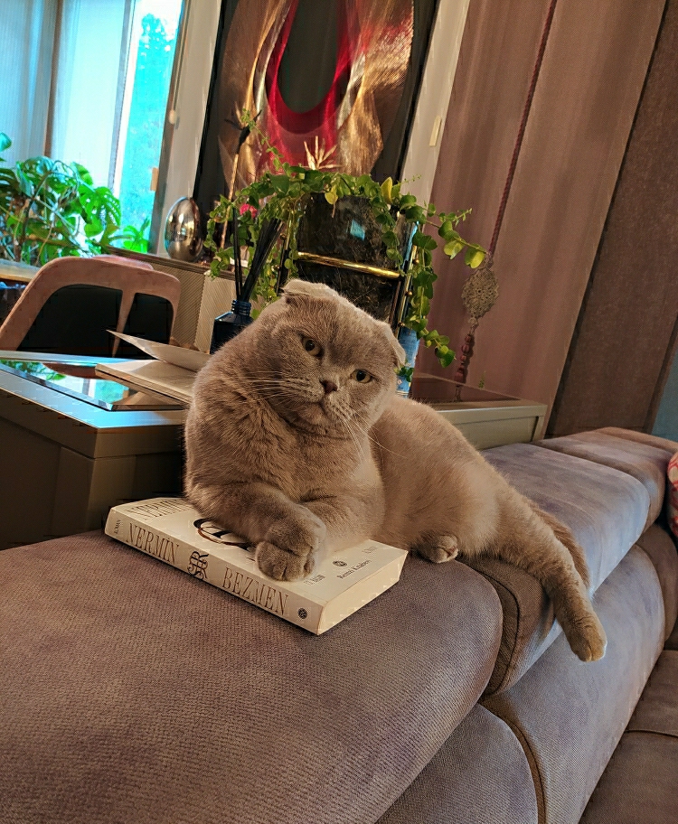 ŞEHRİZADE