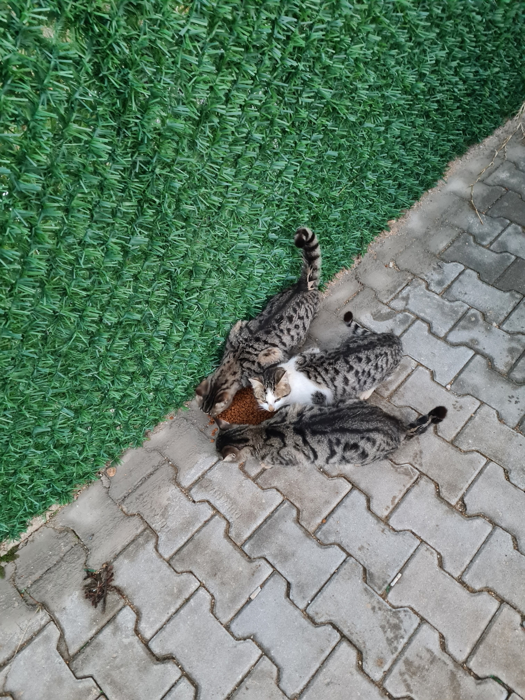 Mustafa