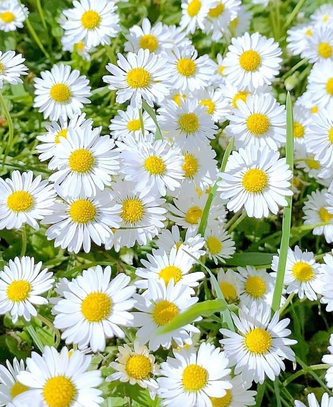 Simgebilge
