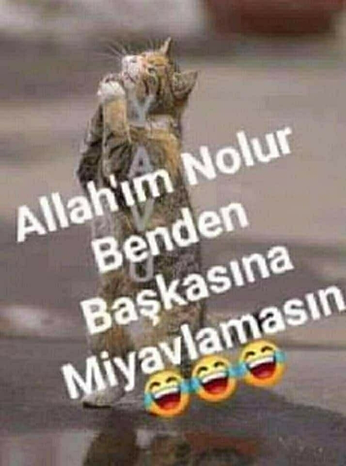 Alp