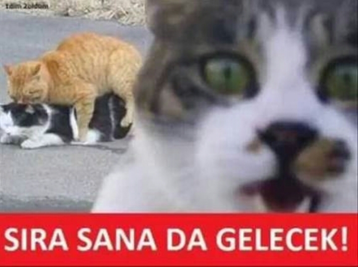 Şenol