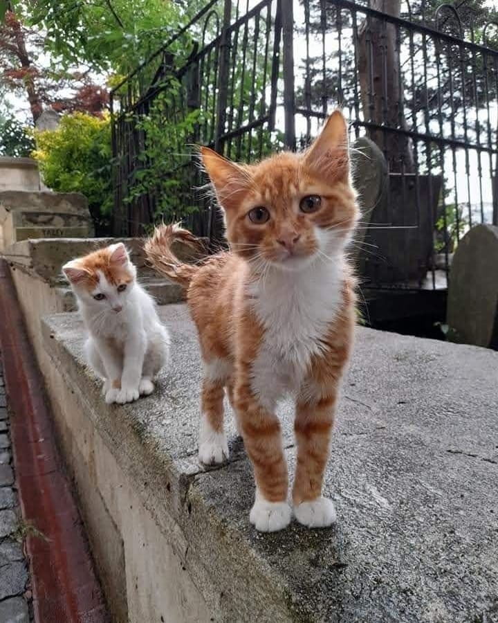 Doğann