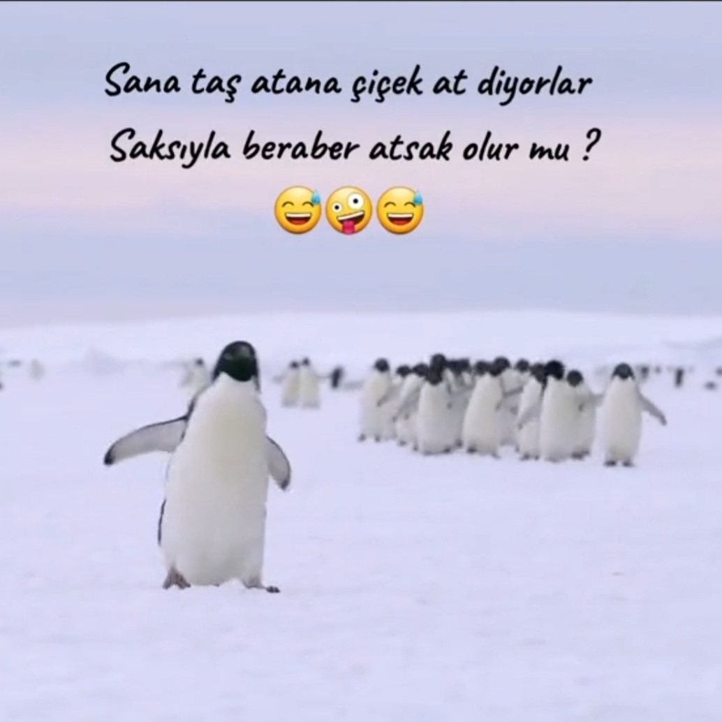 Aynur