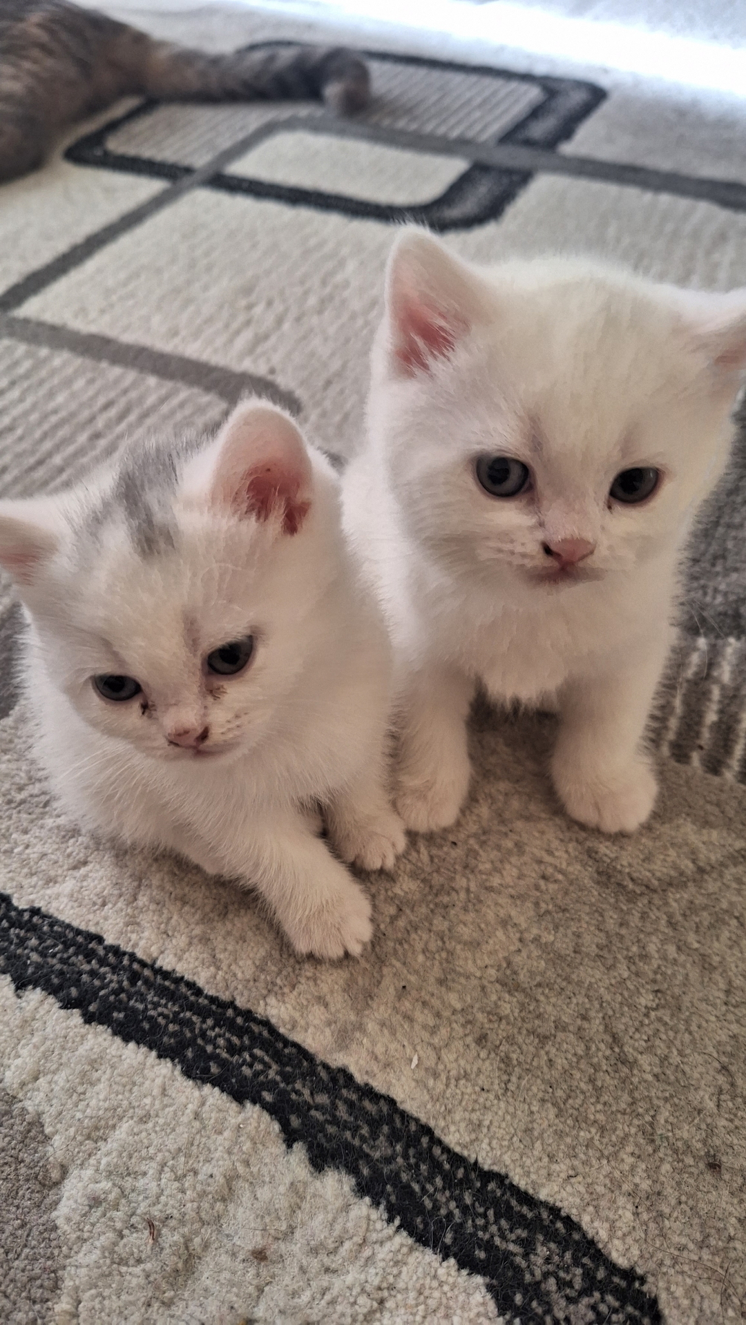 Oznur
