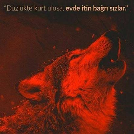 Orhan