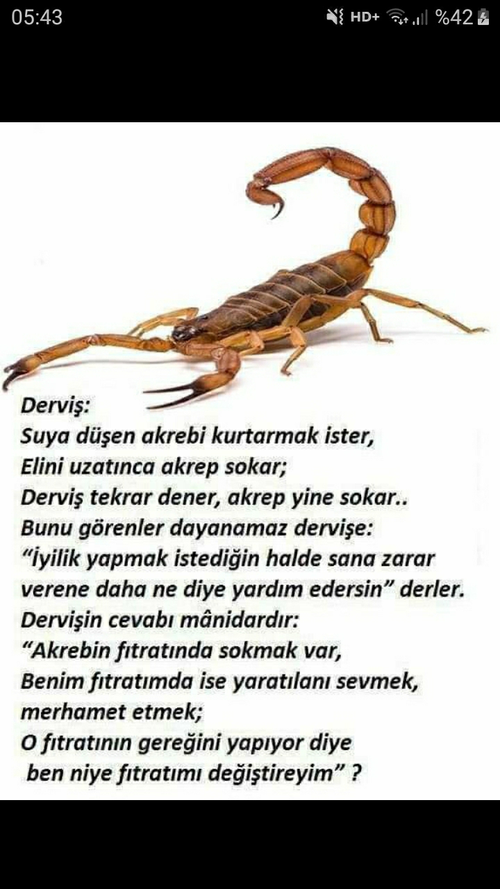 Saffet