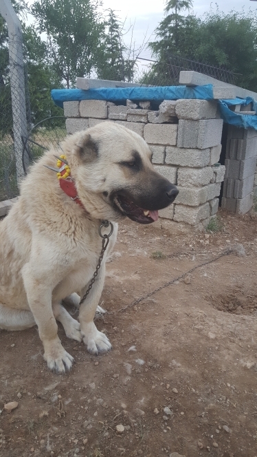 Mahmut
