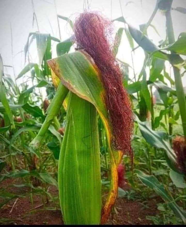 Uğur