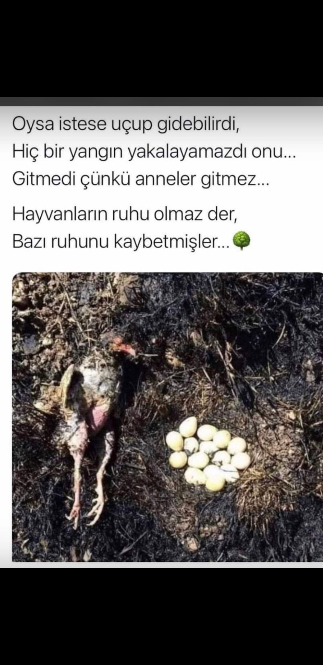 Petek