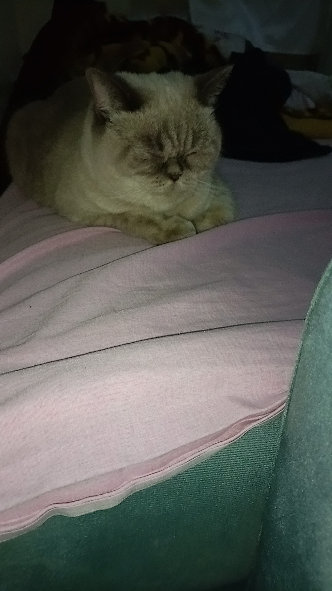 Gül