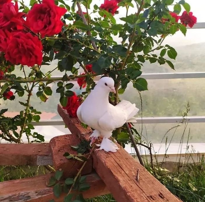 Yeşim