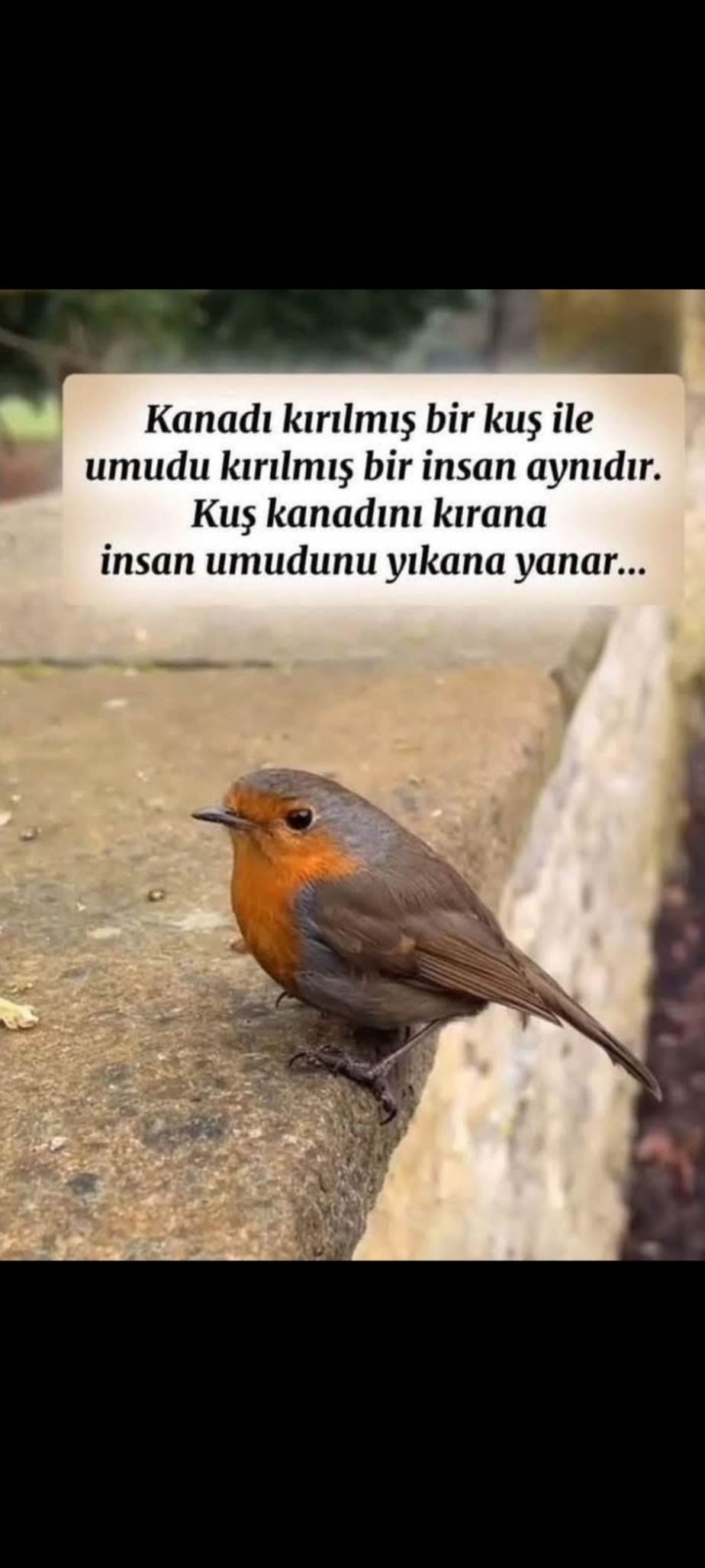 Selim