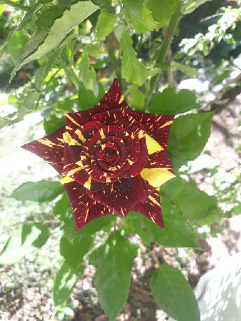 Osman