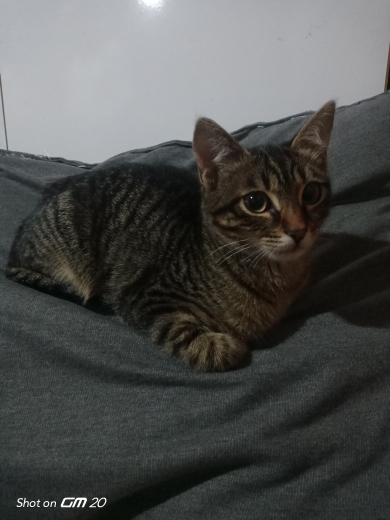 Ümit