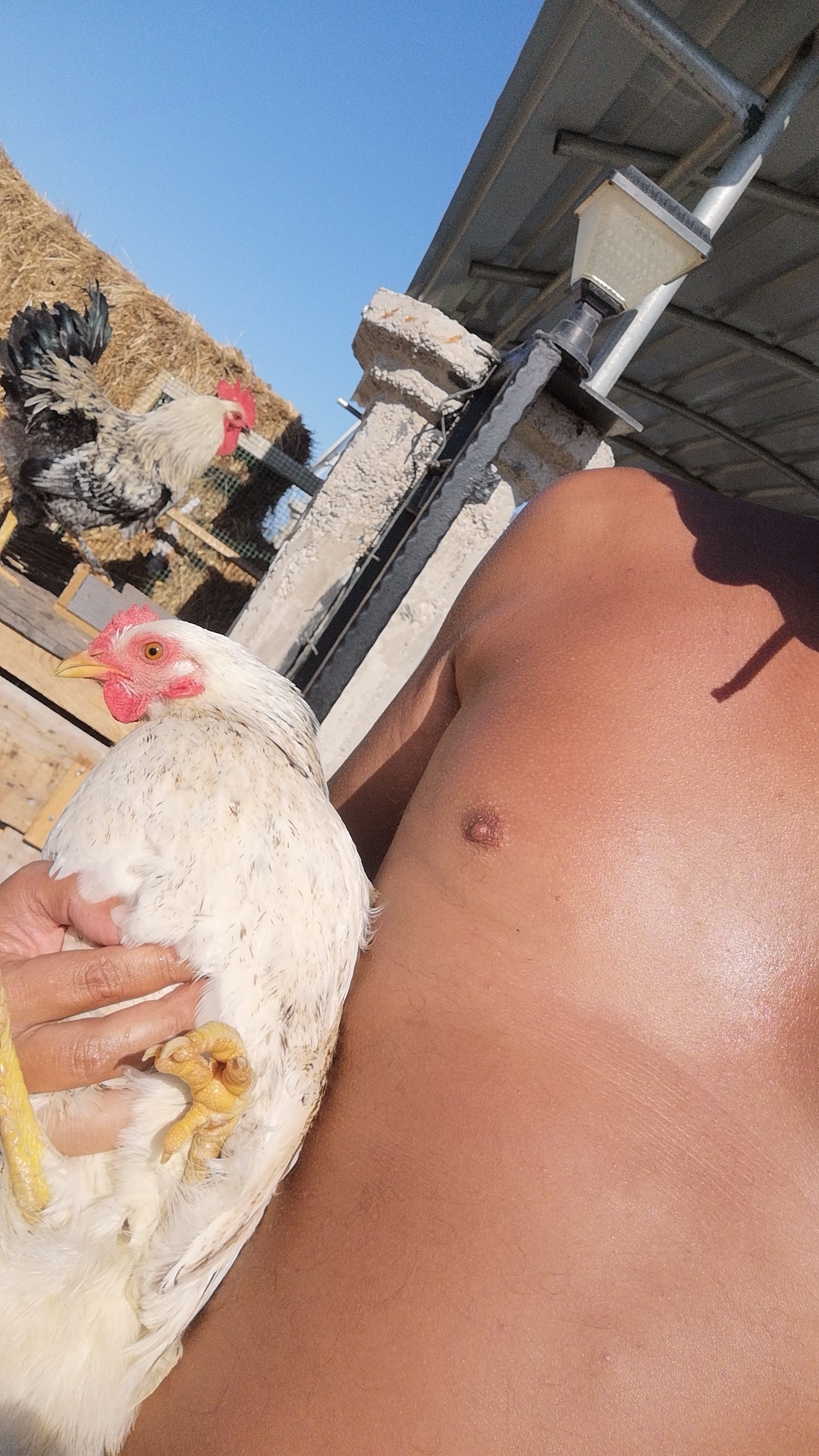 Erol