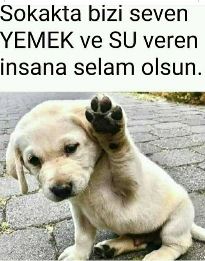 Kadriye
