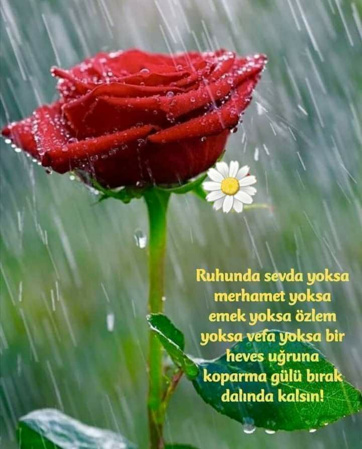 Damla
