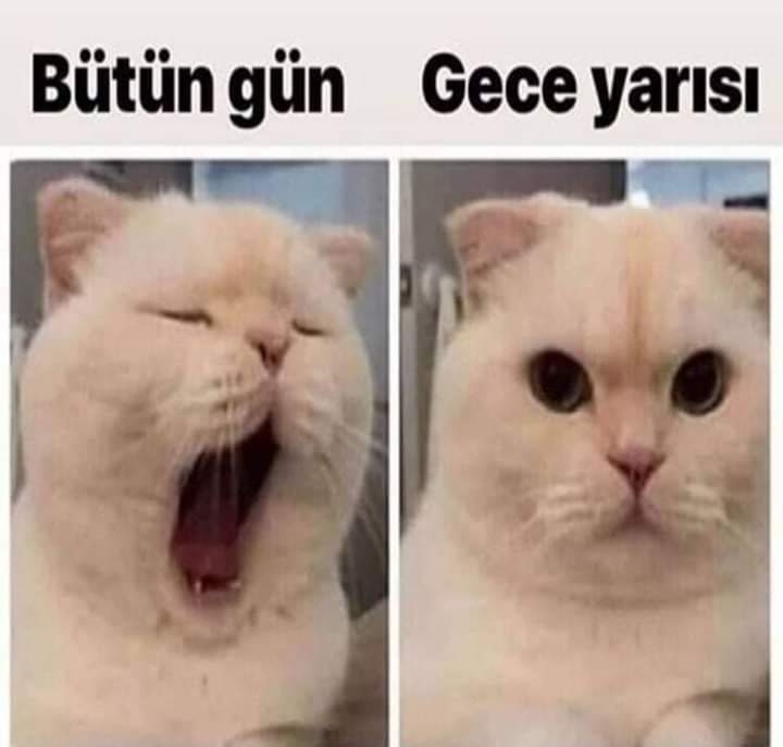 Deniz