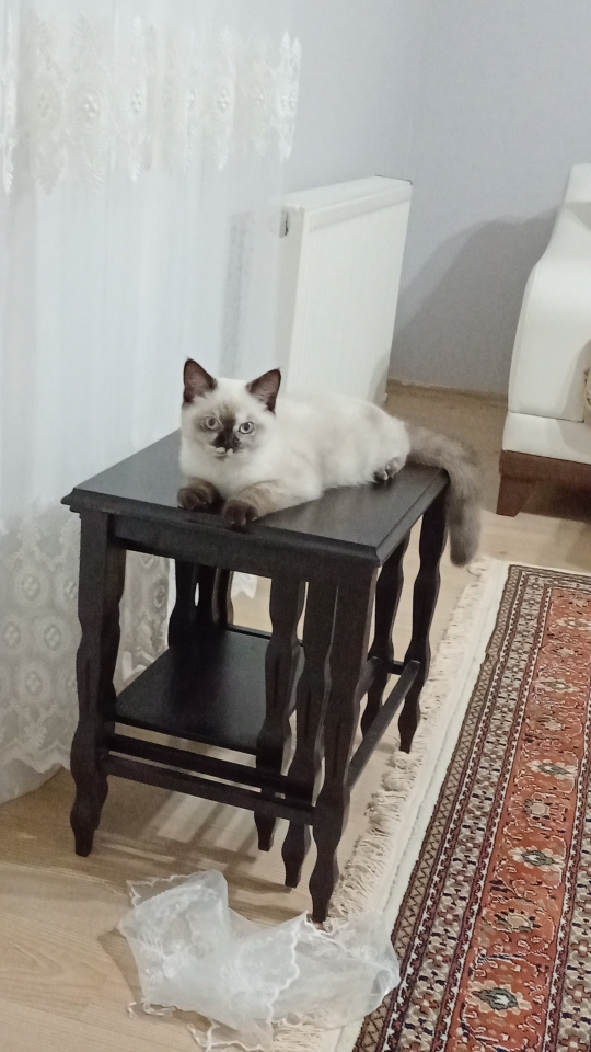 Zeynep
