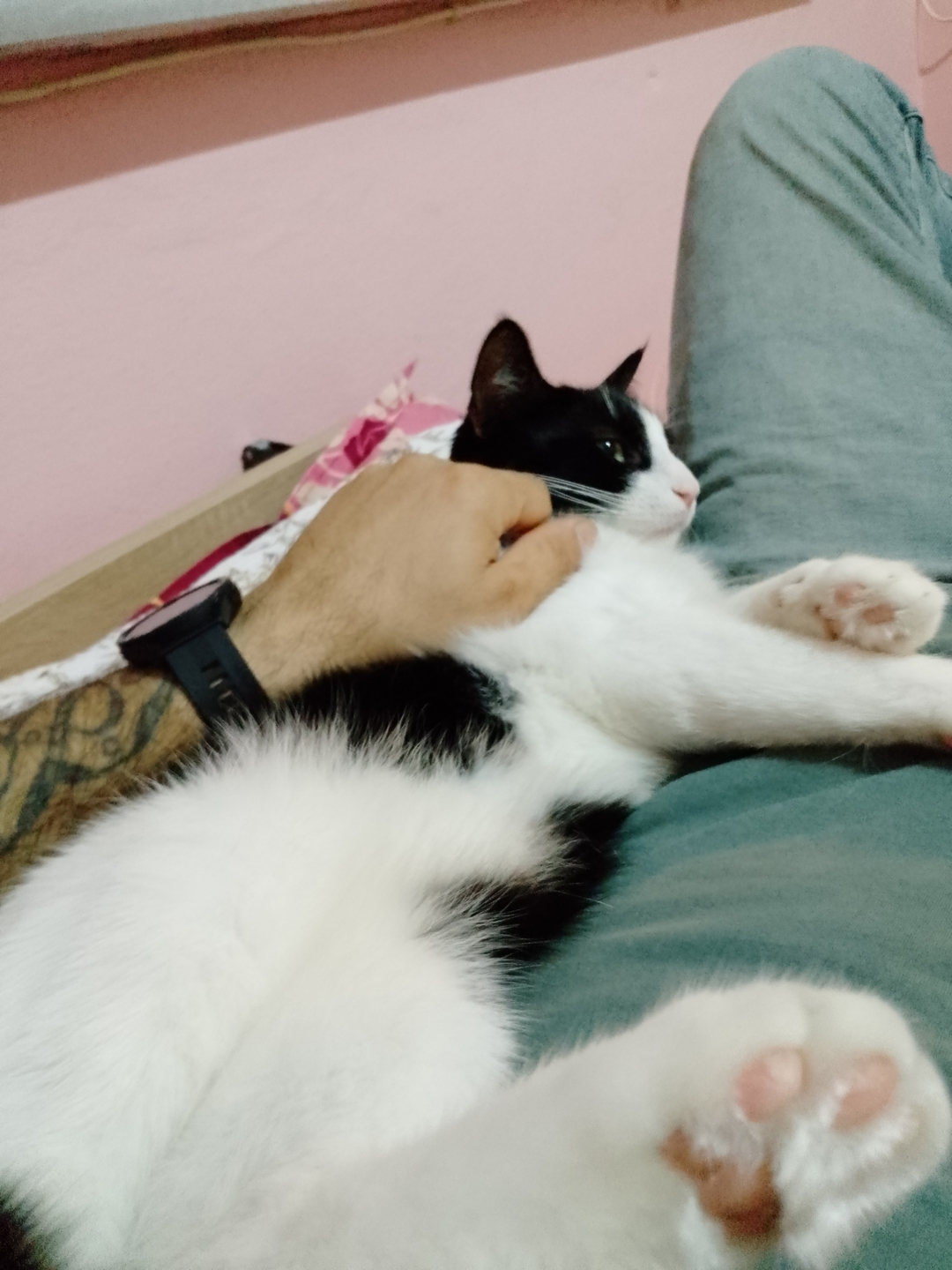 Varol