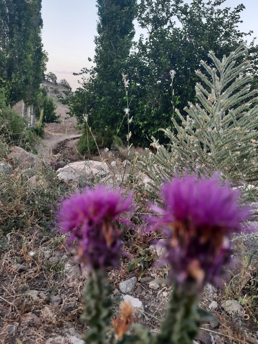 Poyraz