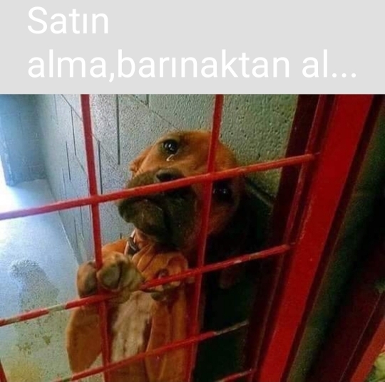 Asil