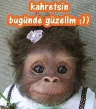Yavuz