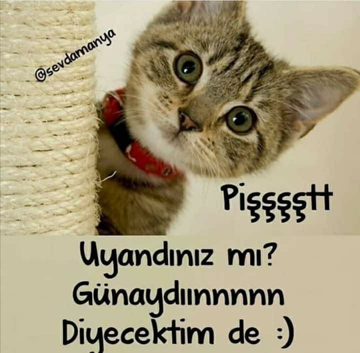 Melek