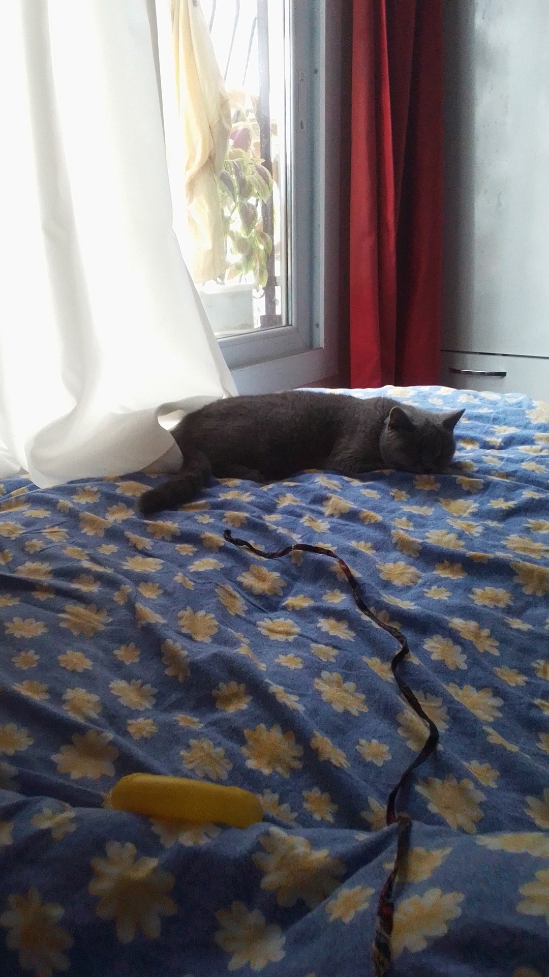 Feride