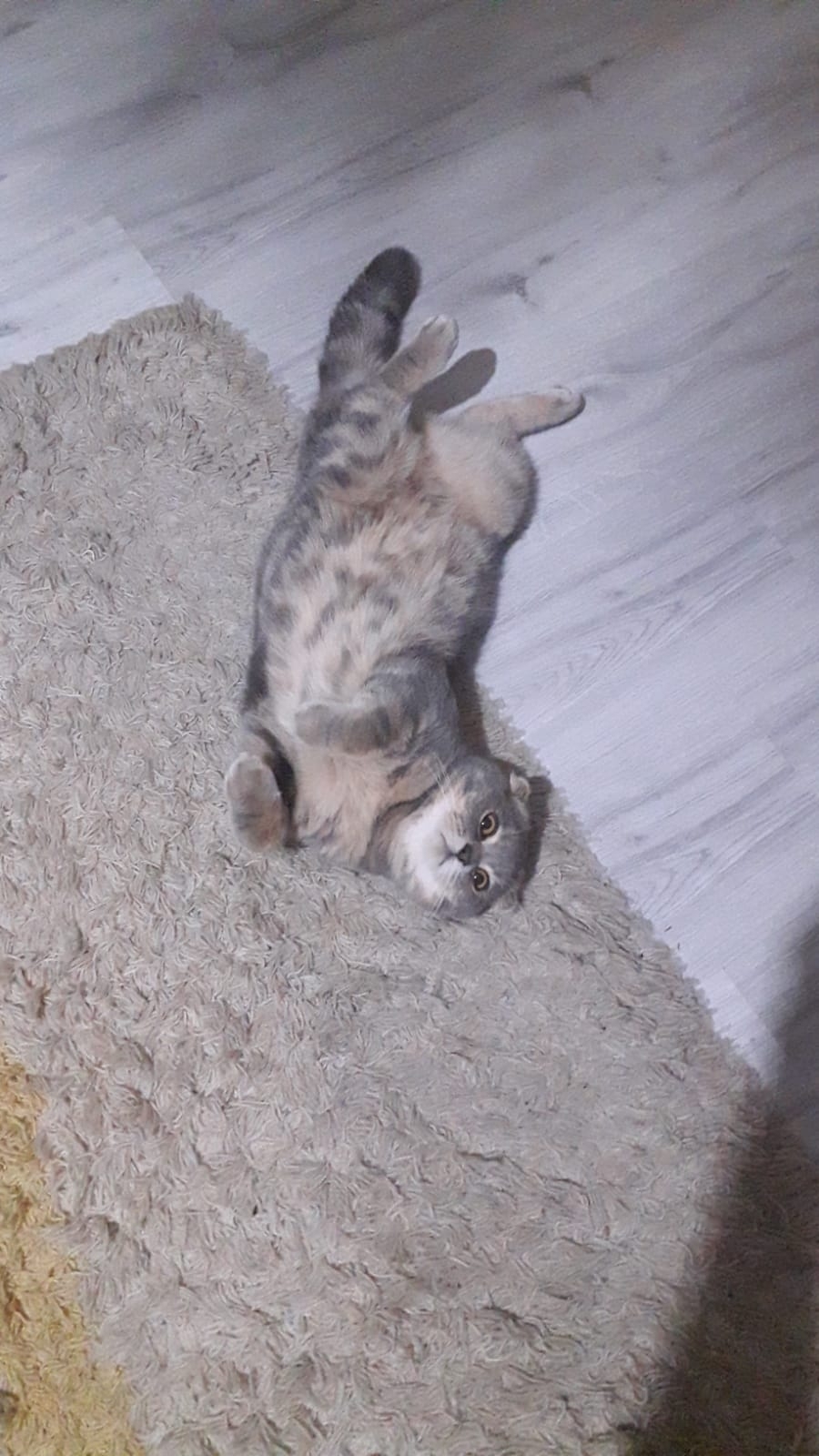 Mustafa