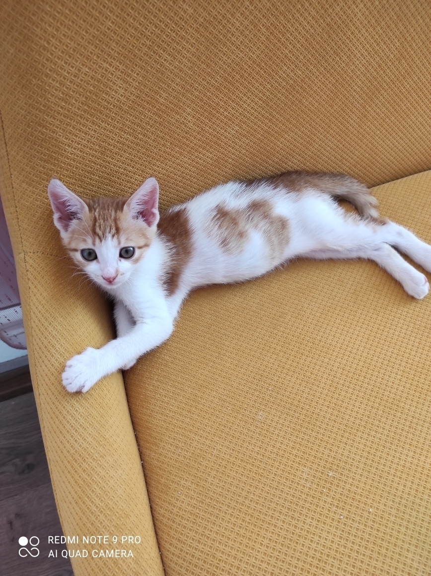 Kamil