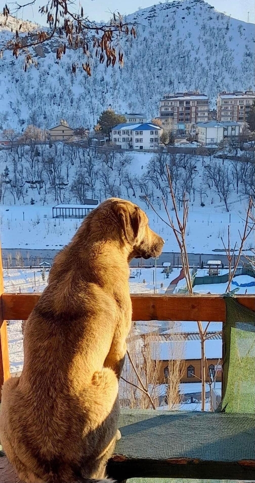 Yavuz