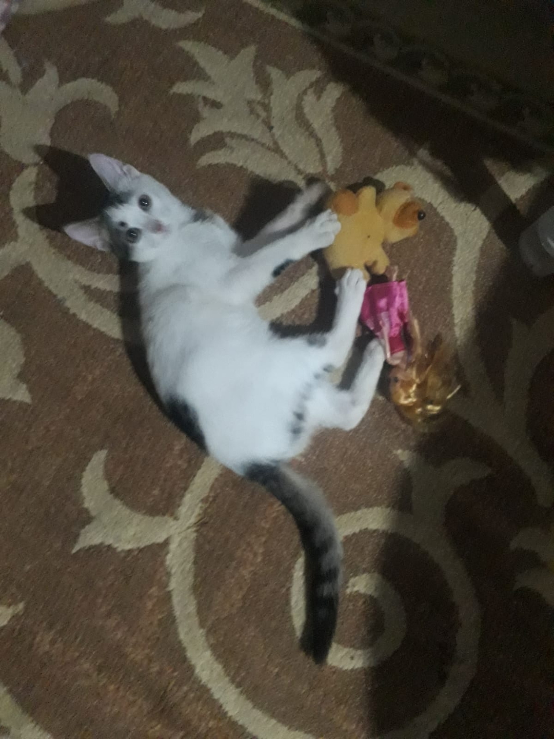 Feride