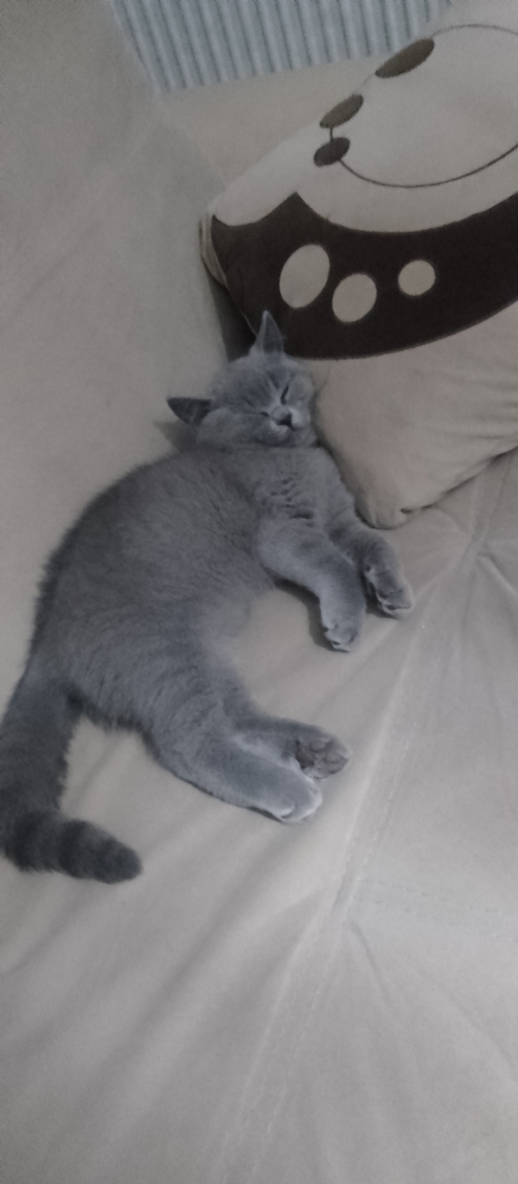 Mustafa