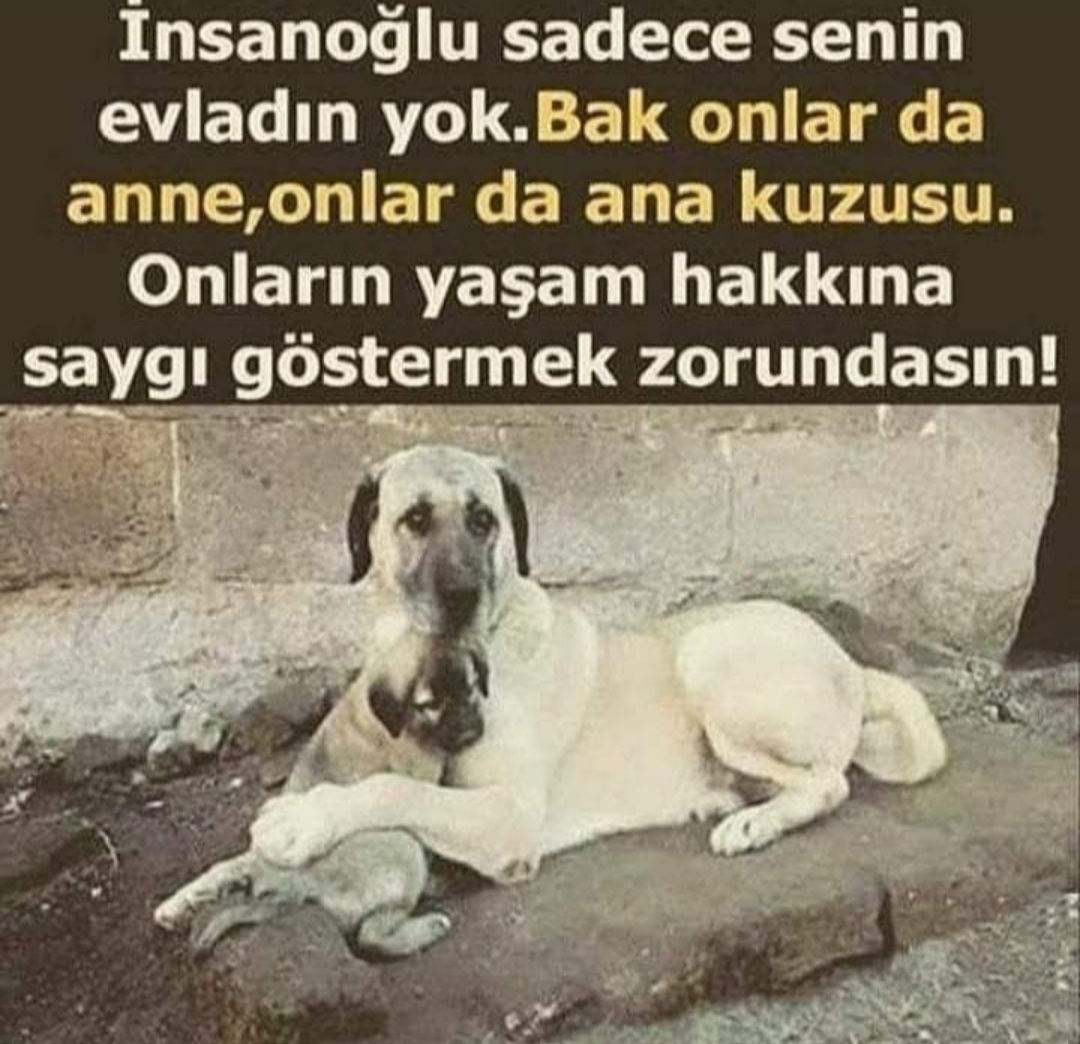 Asil