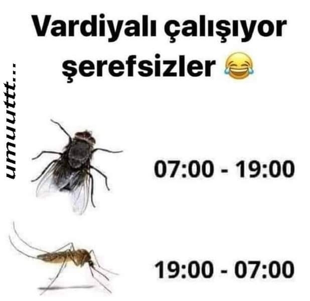 Ozlem