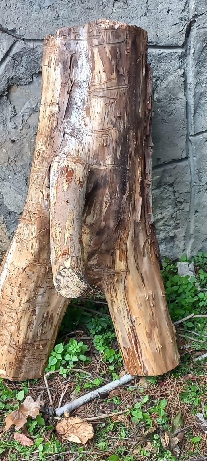 Poyraz