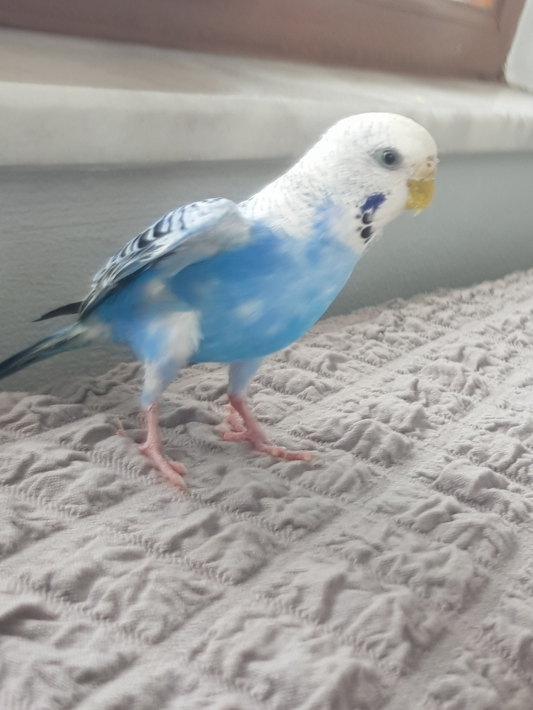 Hasan