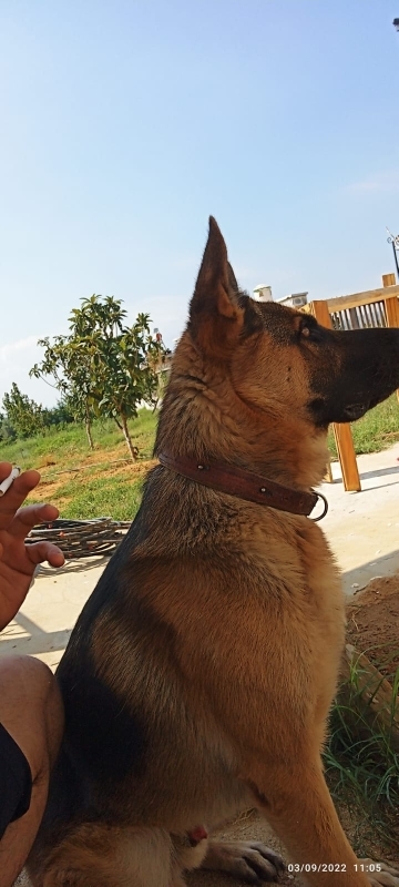 Mustafa