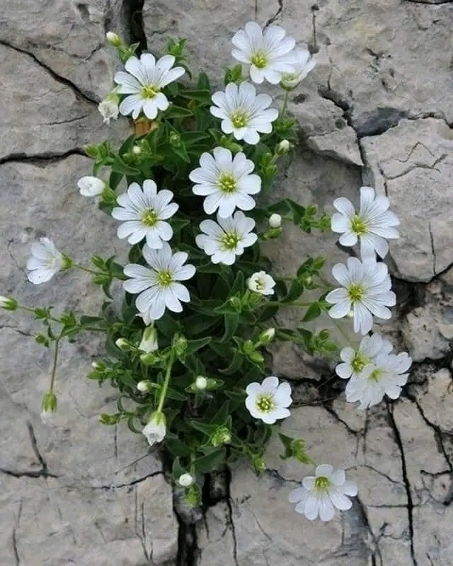 Uğur