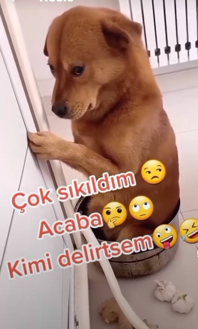 Türkan