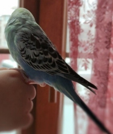 Davut