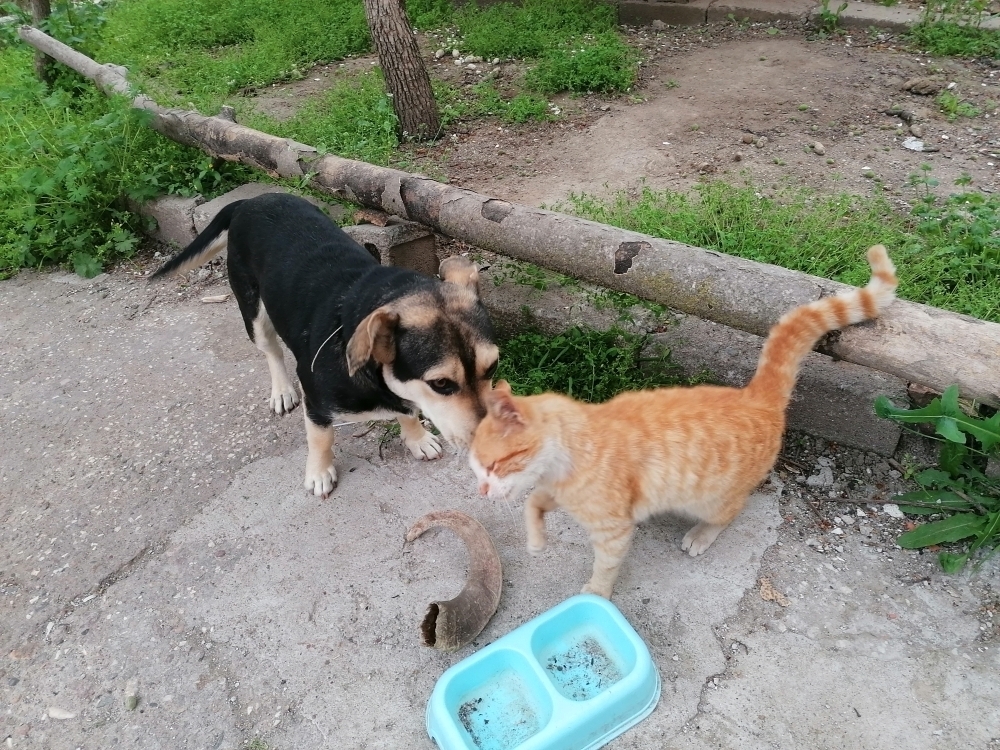 Oguz