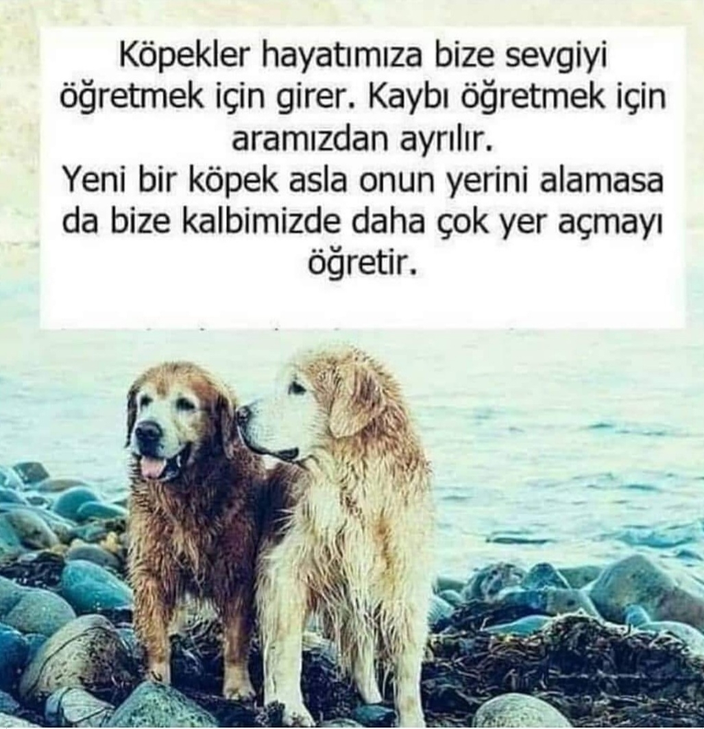 Asil