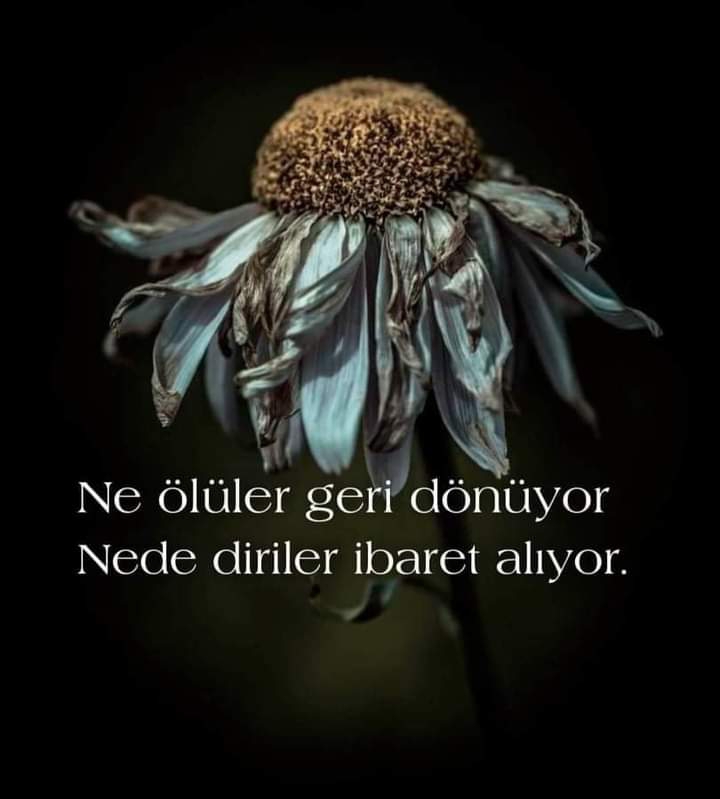 Melek
