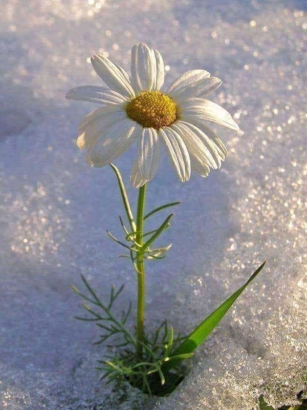 Uğur