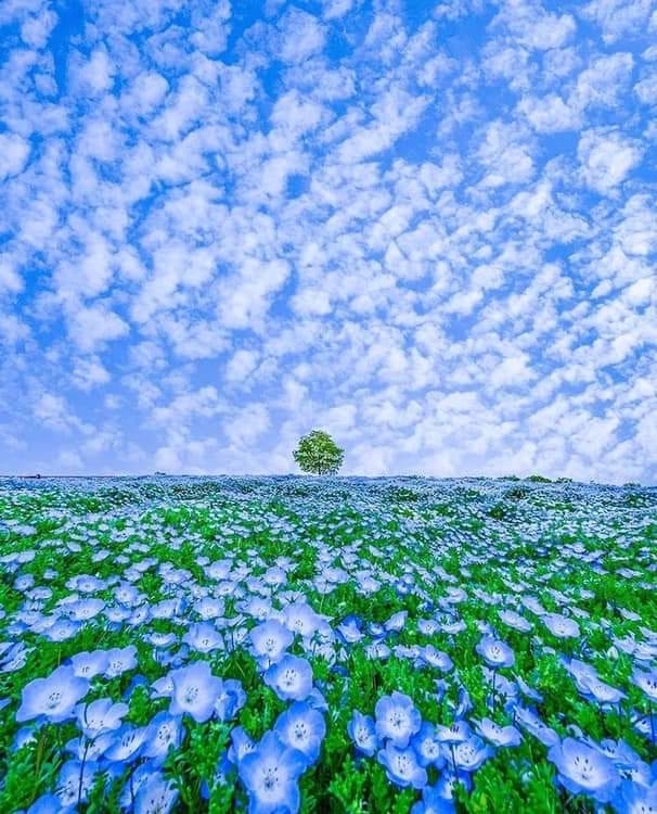 Yavuz